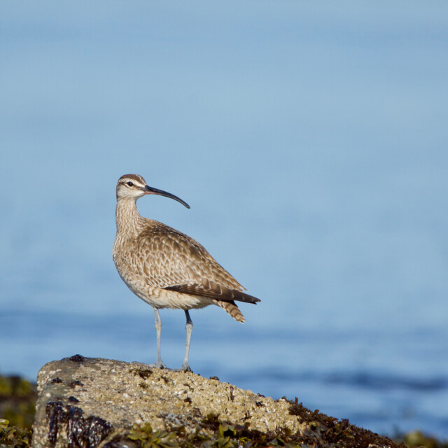 Whimbrel