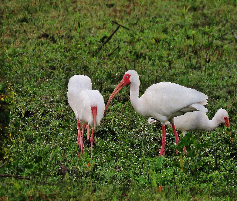 White Ibis
