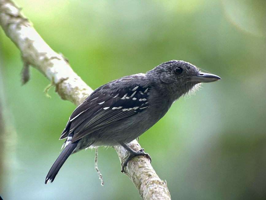 Black crowned Antshrike