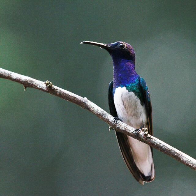 White-necked Jacobin