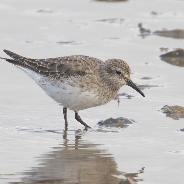 White-rumped Sandpiper