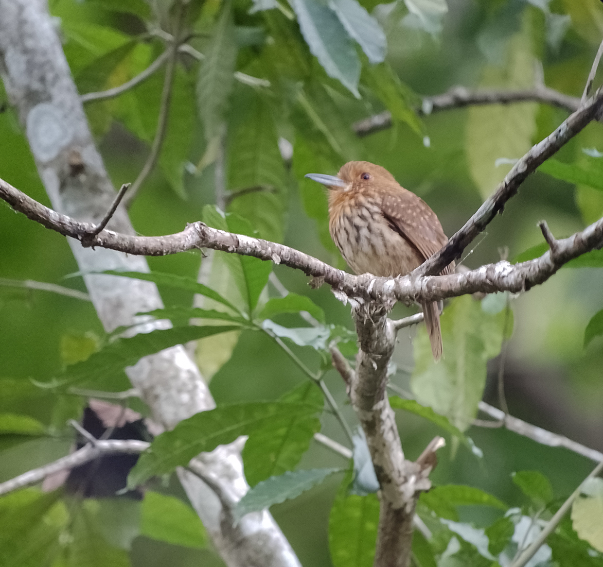 White-whiskered Puffbird