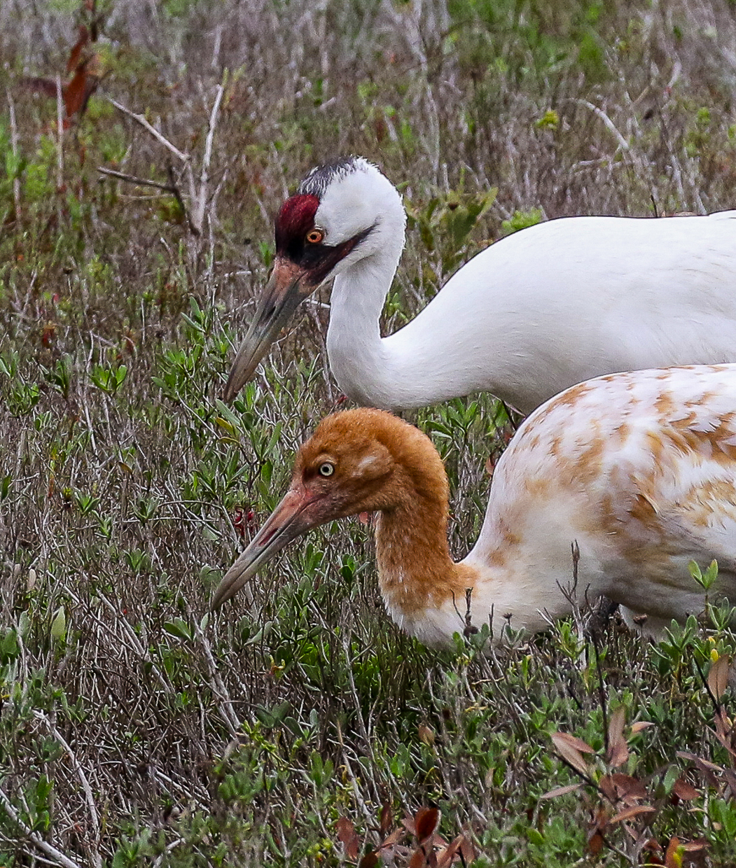 Whooping Cranes