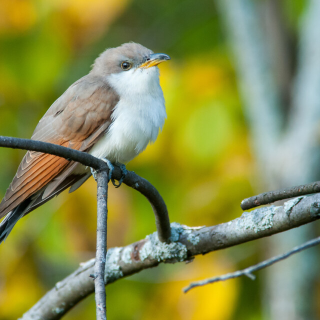 Yellow-billed Cuckoo during fall migration.