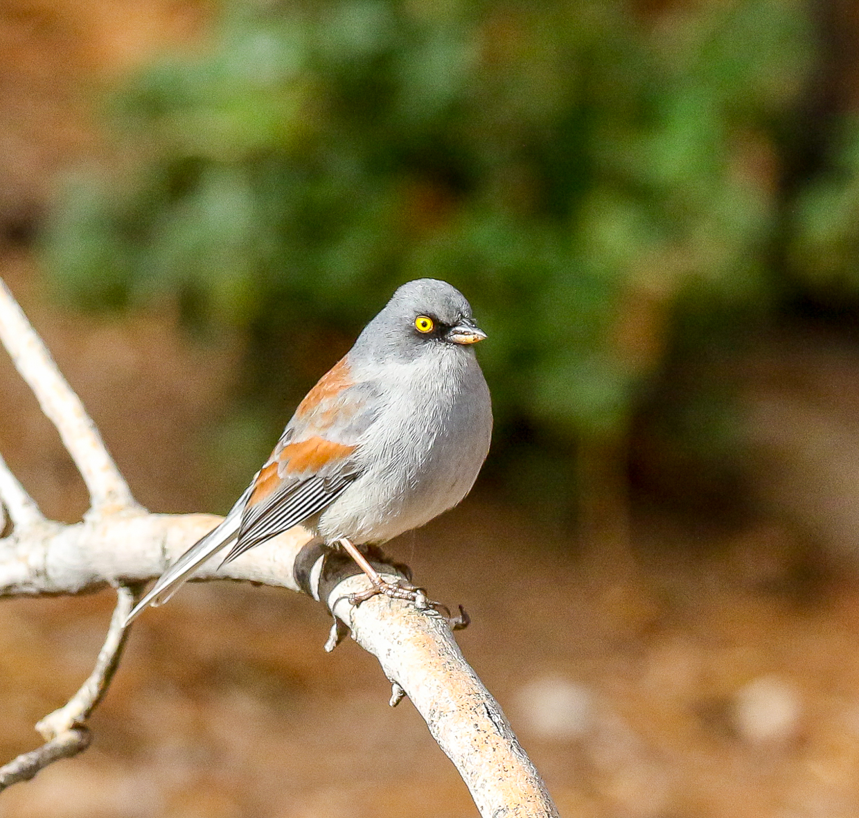 Yellow-eyed Junco