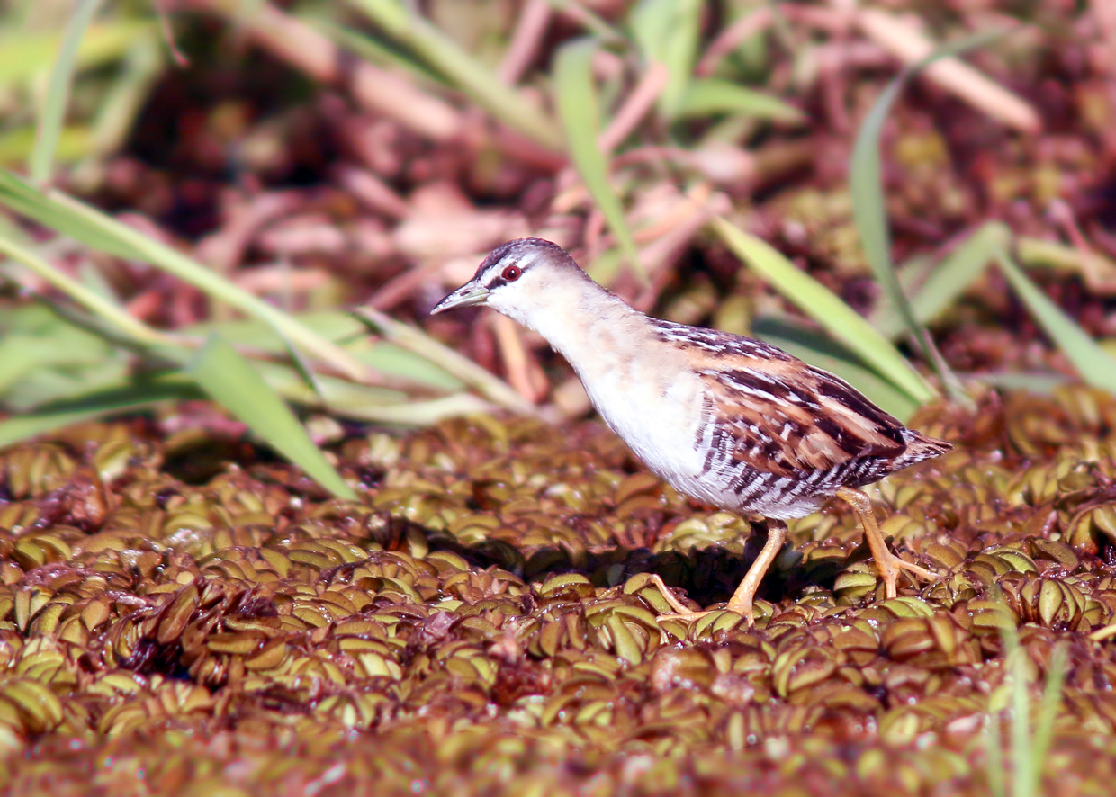 Yellow-breasted Crake