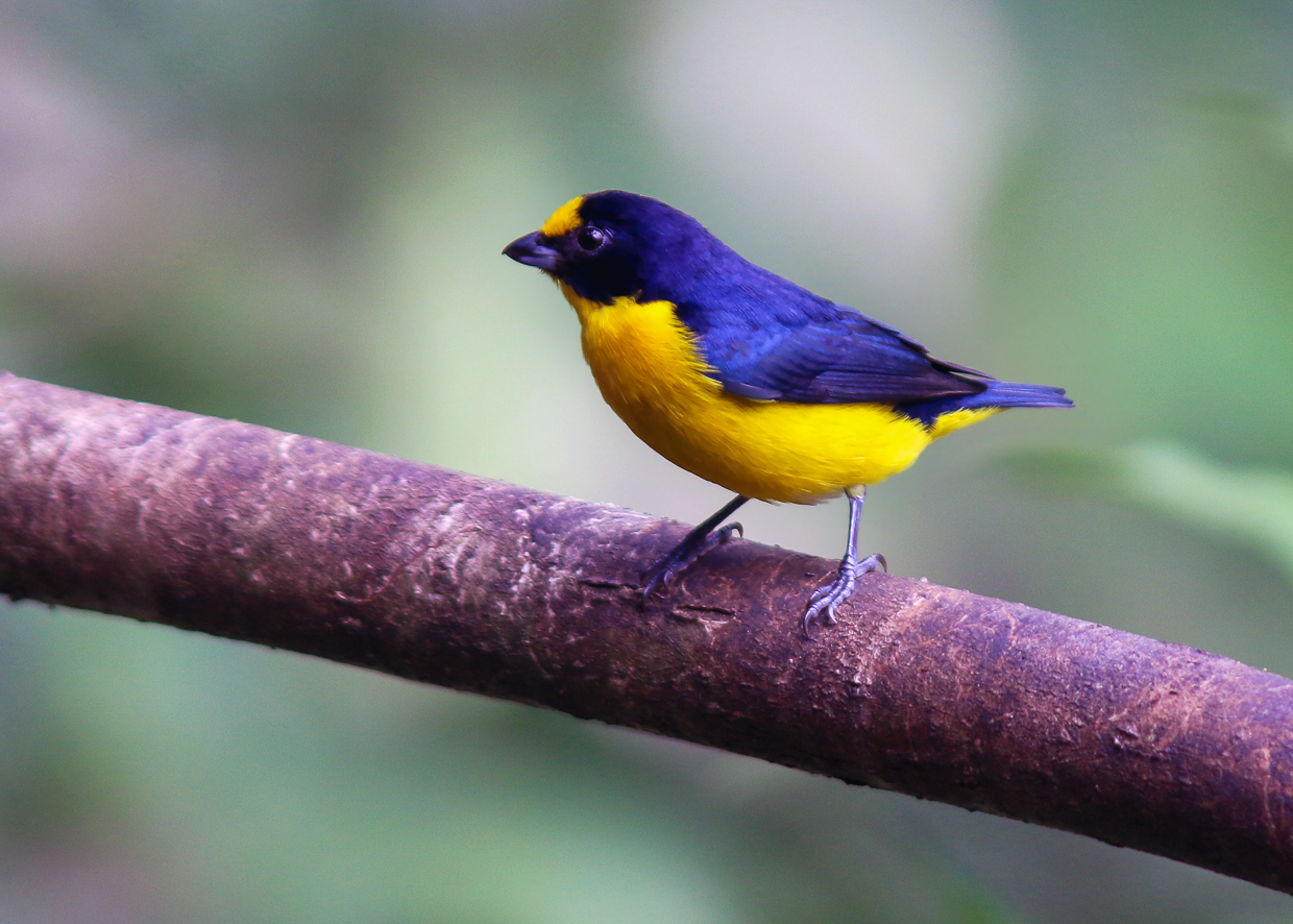 Yellow-throated Euphonia
