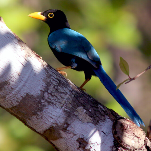 Yucatan Jay