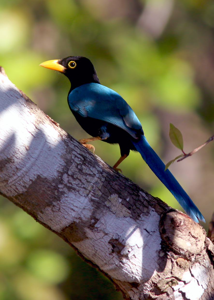 Yucatan Jay