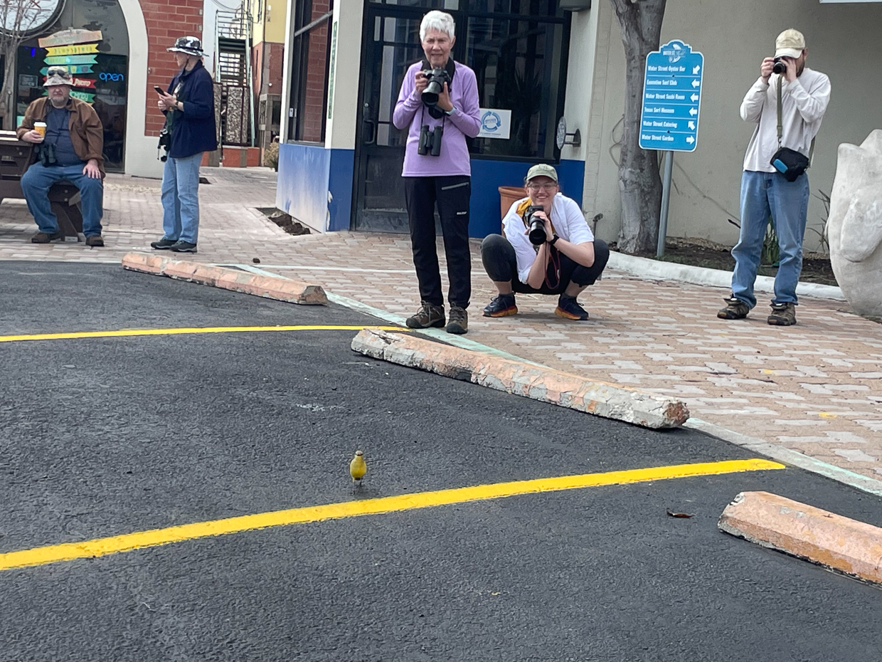 Watching the Cattle Tyrant