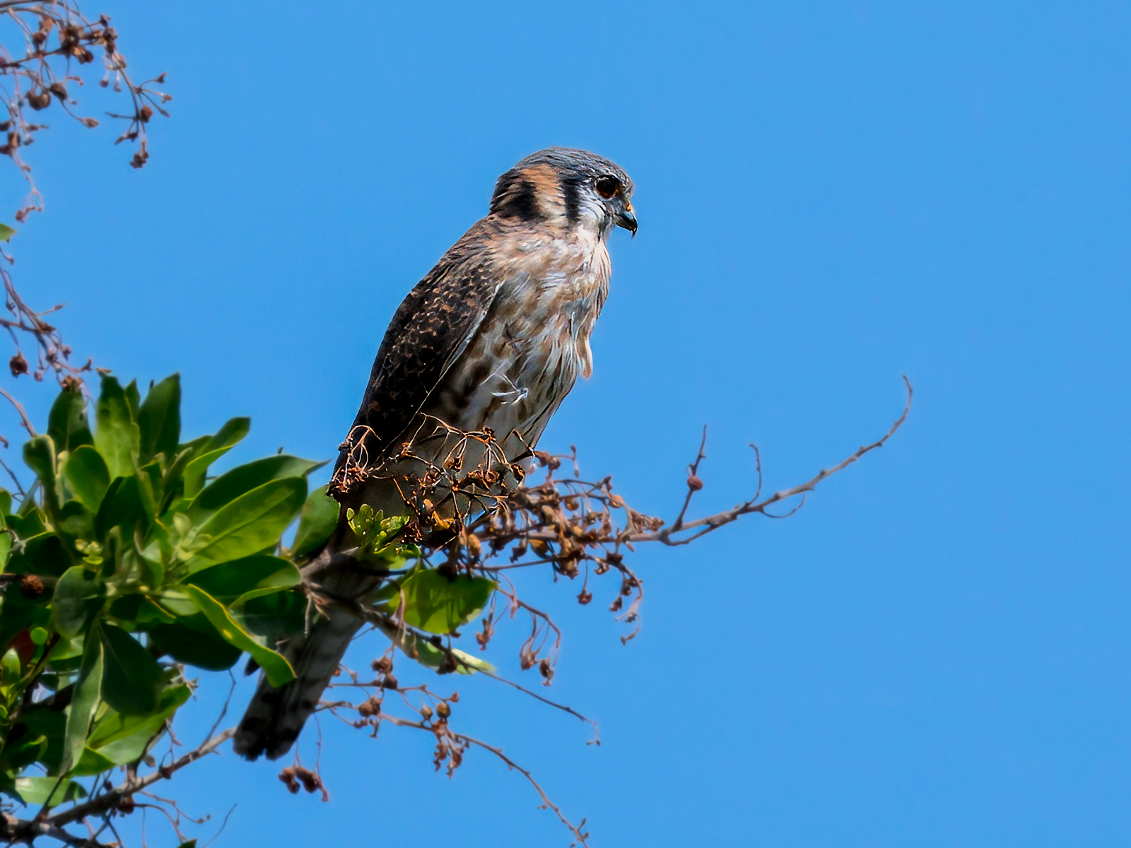 American Kestrel