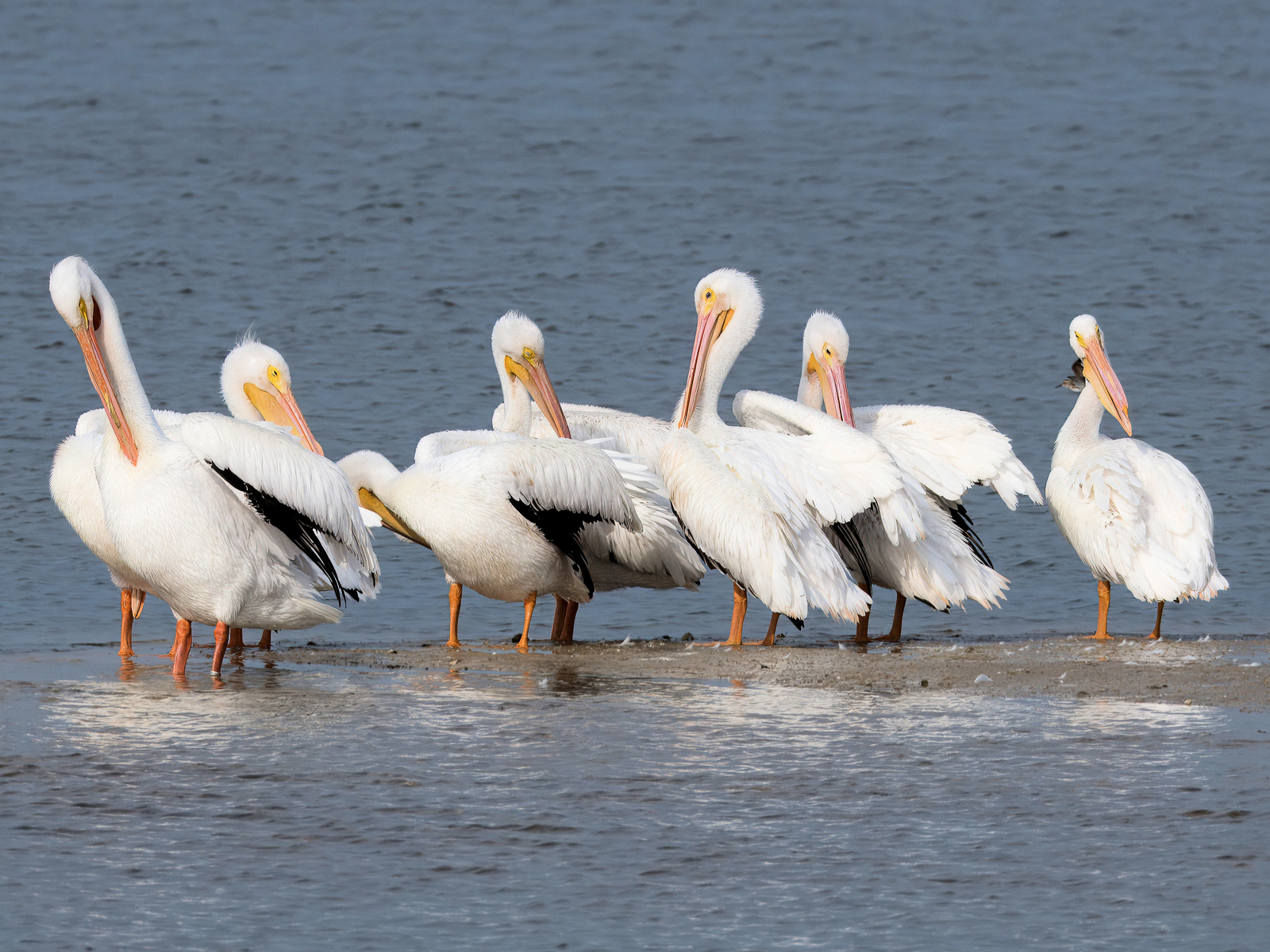 American White Pelicans