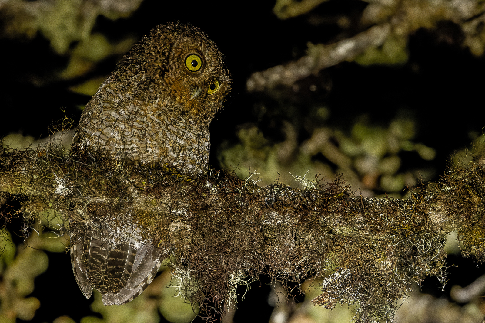 Bare-shanked Screech-Owl
