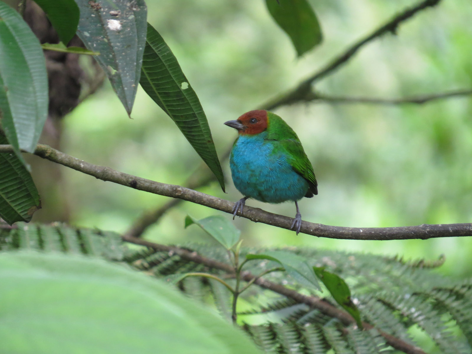 Bay-headed Tanager