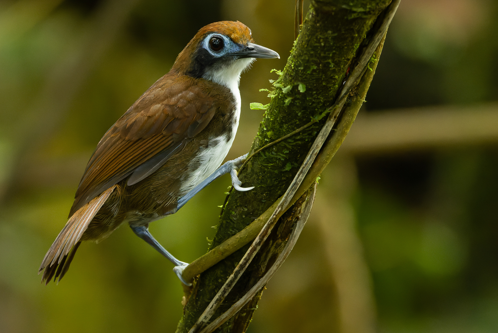 Bicolored Antbird