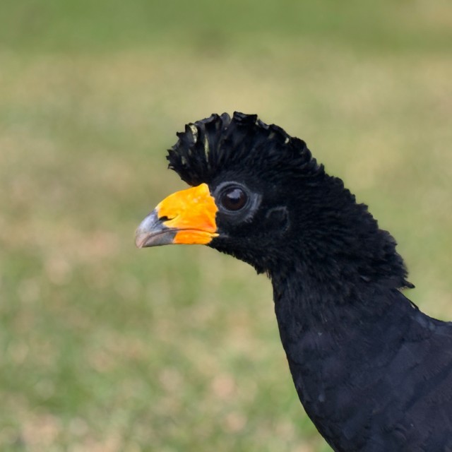 Black Curassow