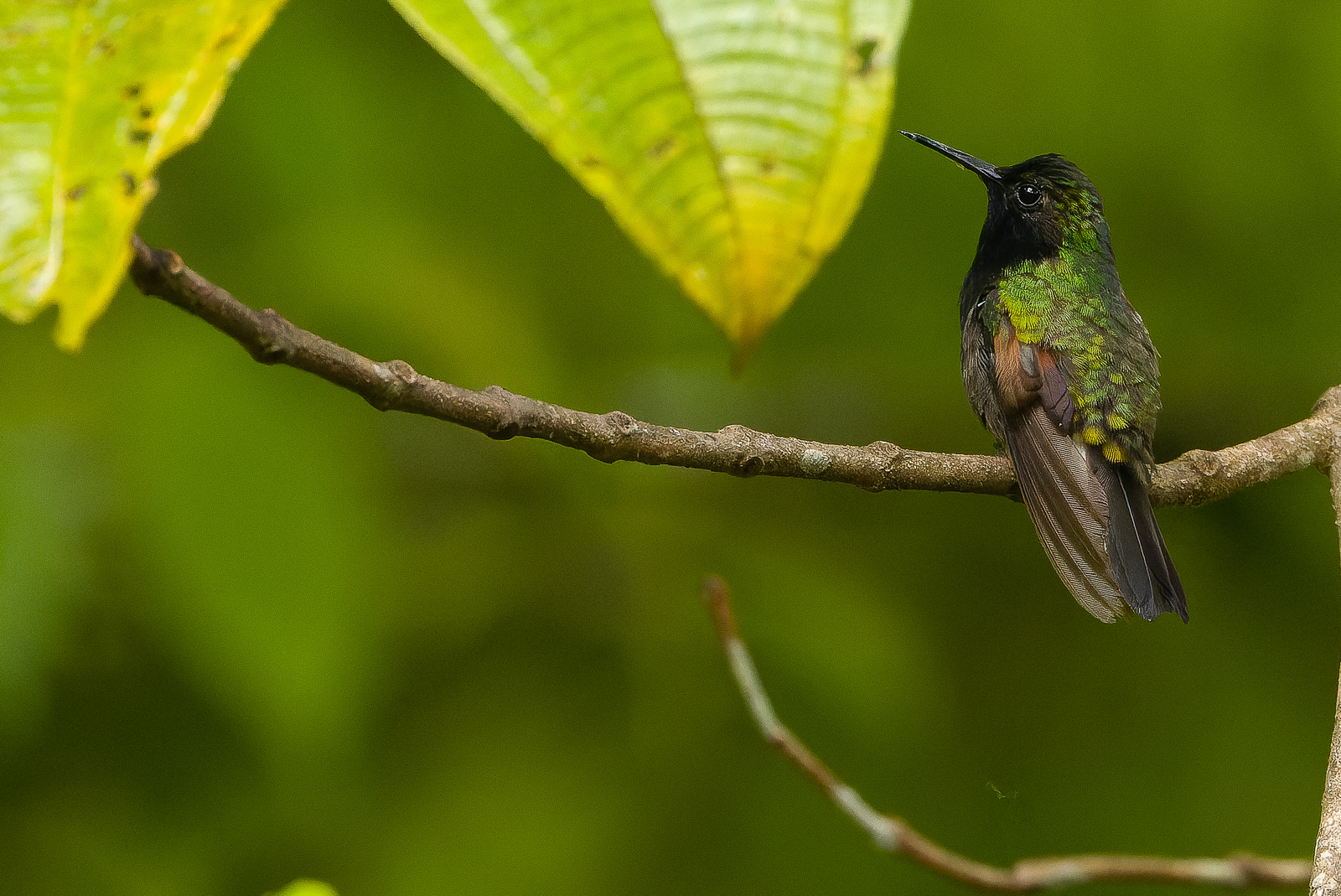 Black-bellied Hummingbird