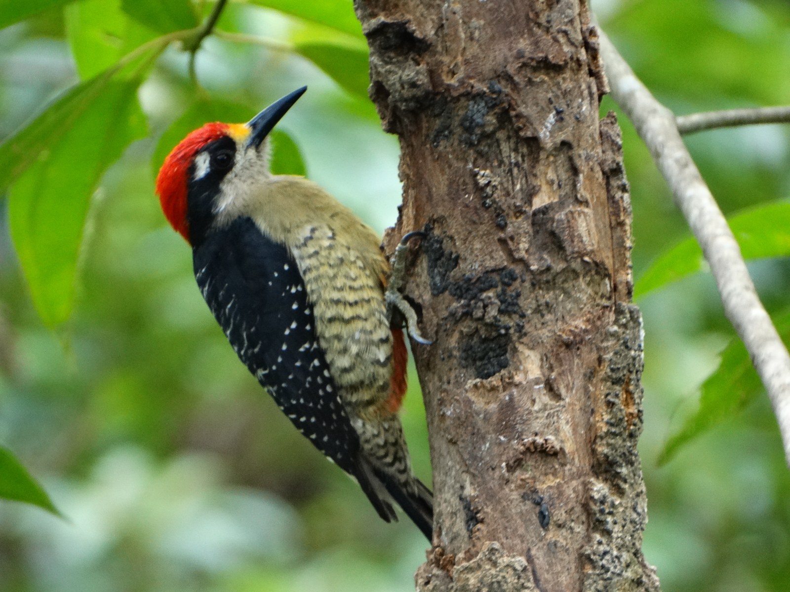 Black-cheeked Woodpecker