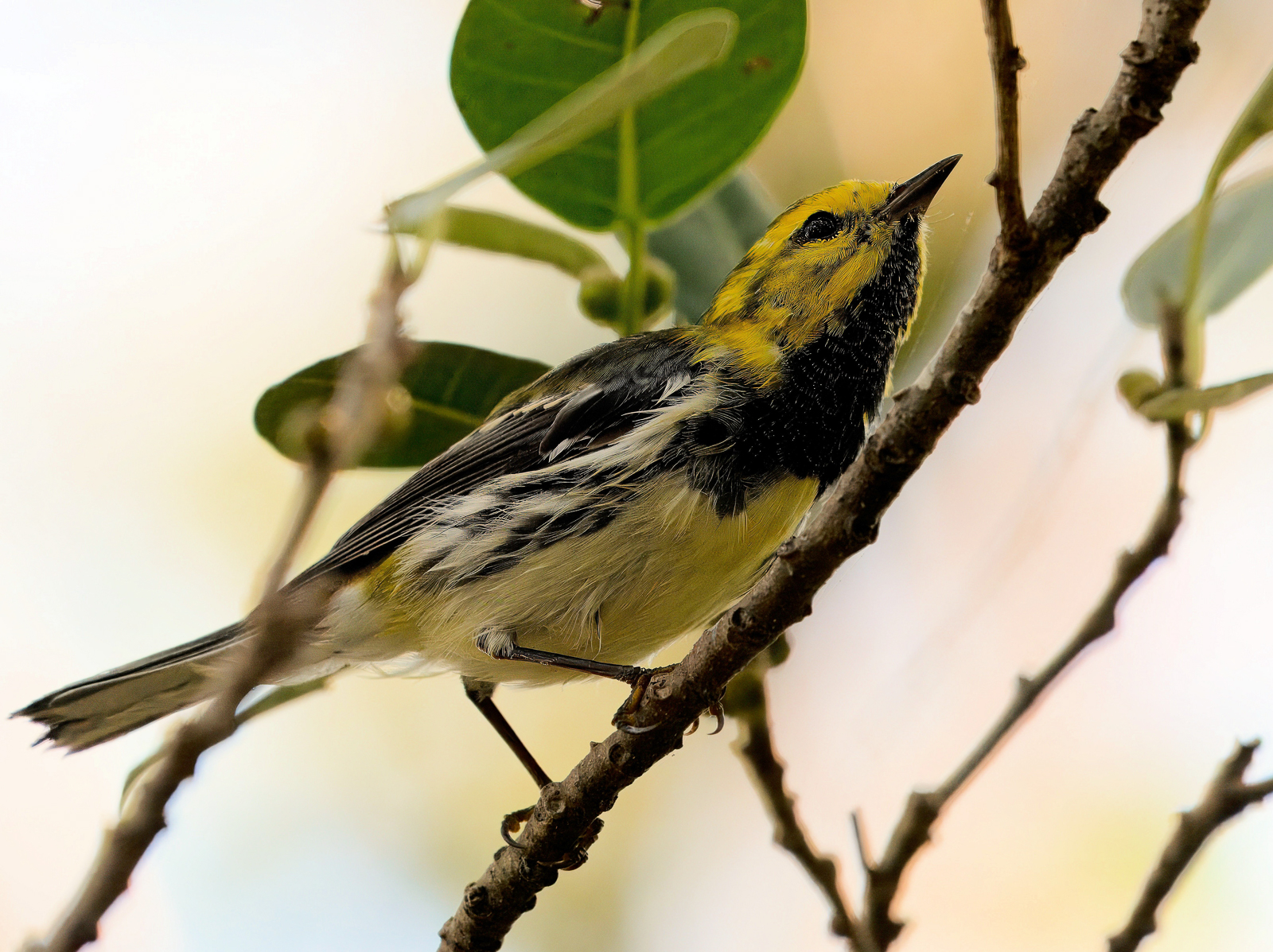 Black-throated Green-warbler