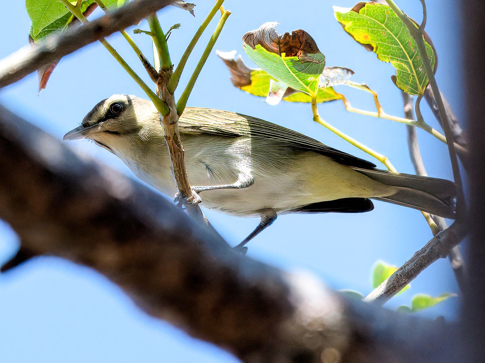 Black-whiskered Vireo