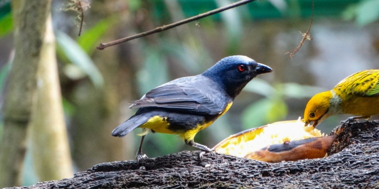 Costa Rica Sampler Trip Report (Mar 1 - 11, 2024)