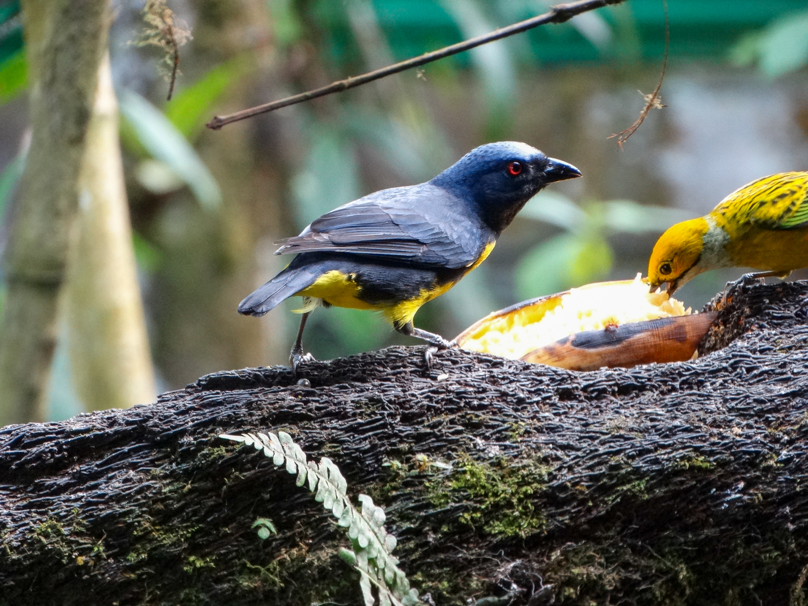Blue-and-gold Tanager and Silver-throated Tanager 