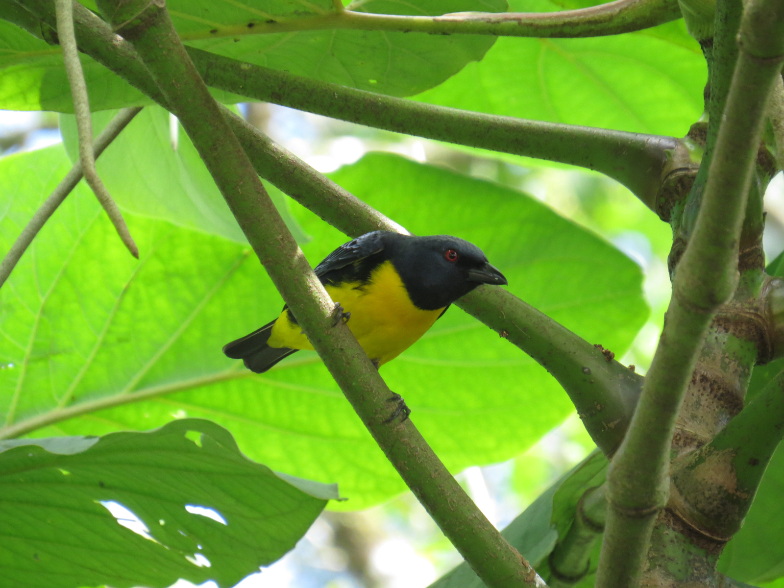 Blue-and-gold Tanager