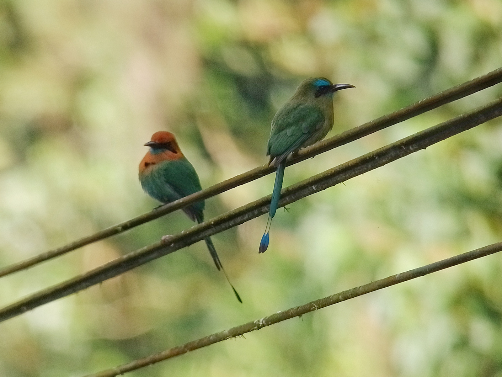 Broad-billed and Keel-billed Motmots