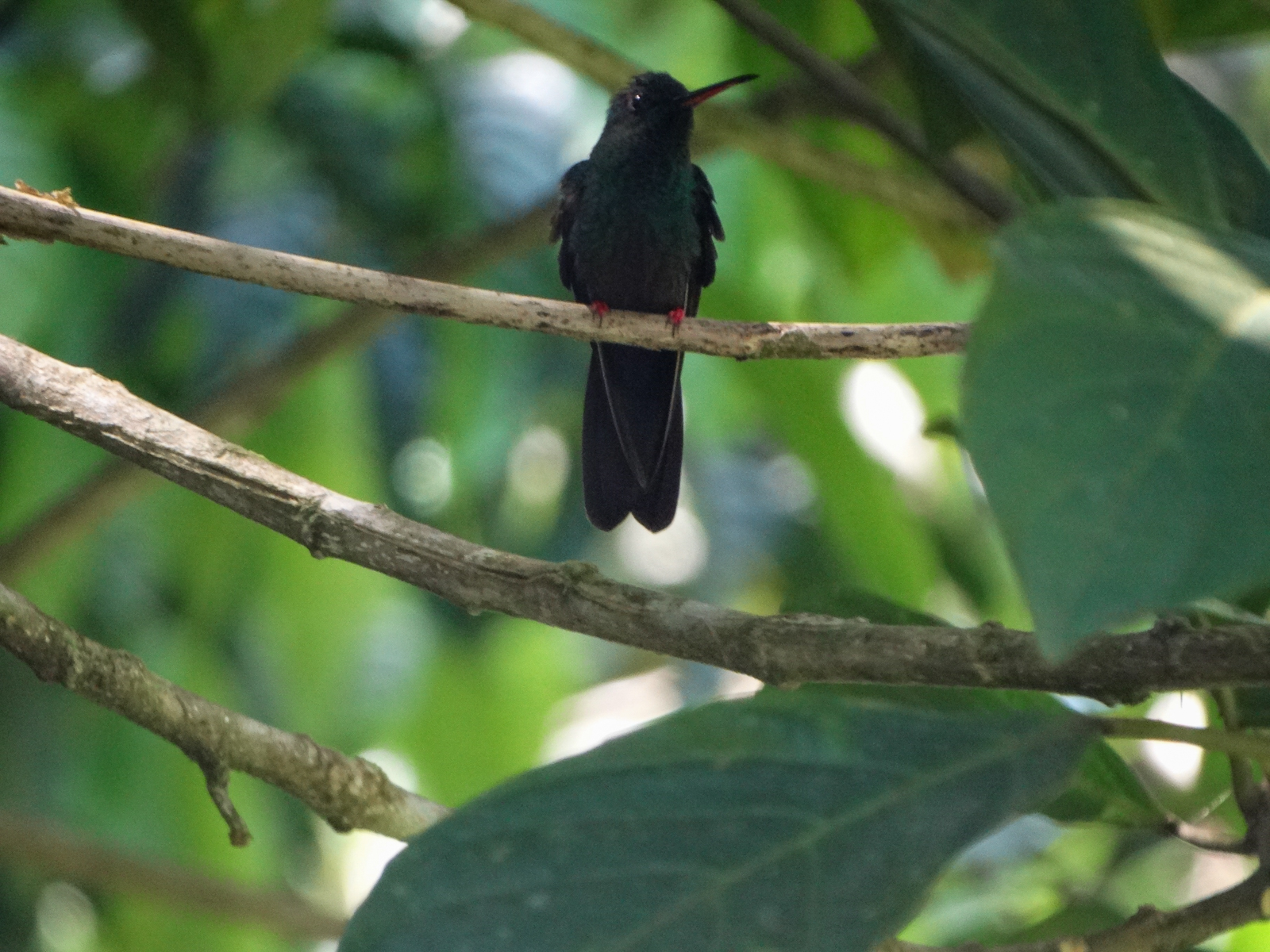 Bronze-tailed Plumeleteer