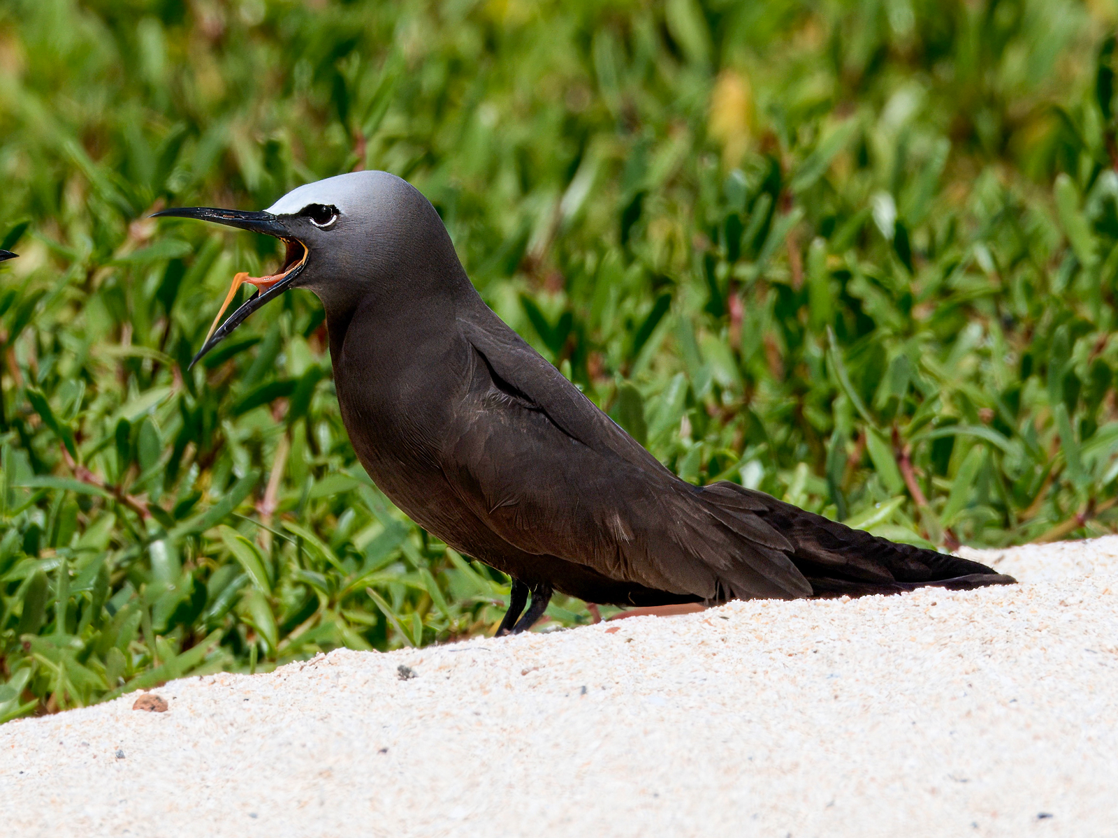 Brown Noddy
