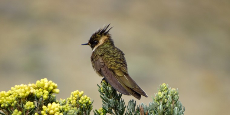 Colombia Trip Report (April 1 - 15, 2024)