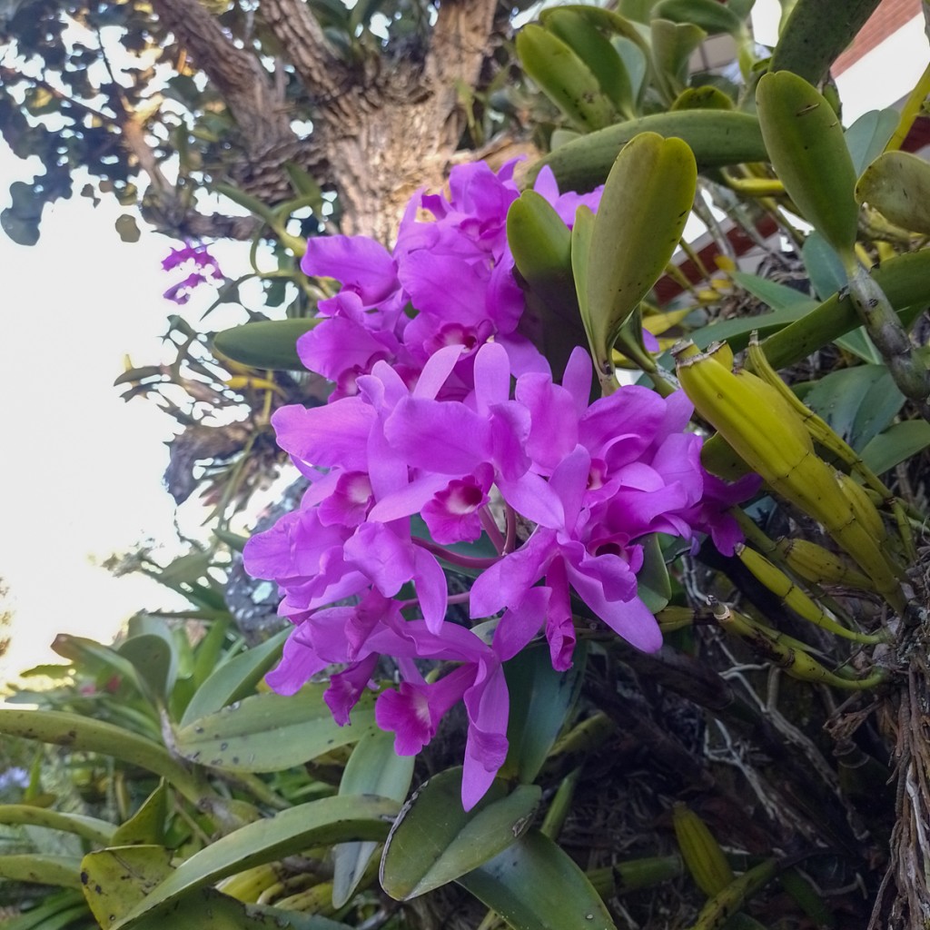 Costa Rica's National Flower