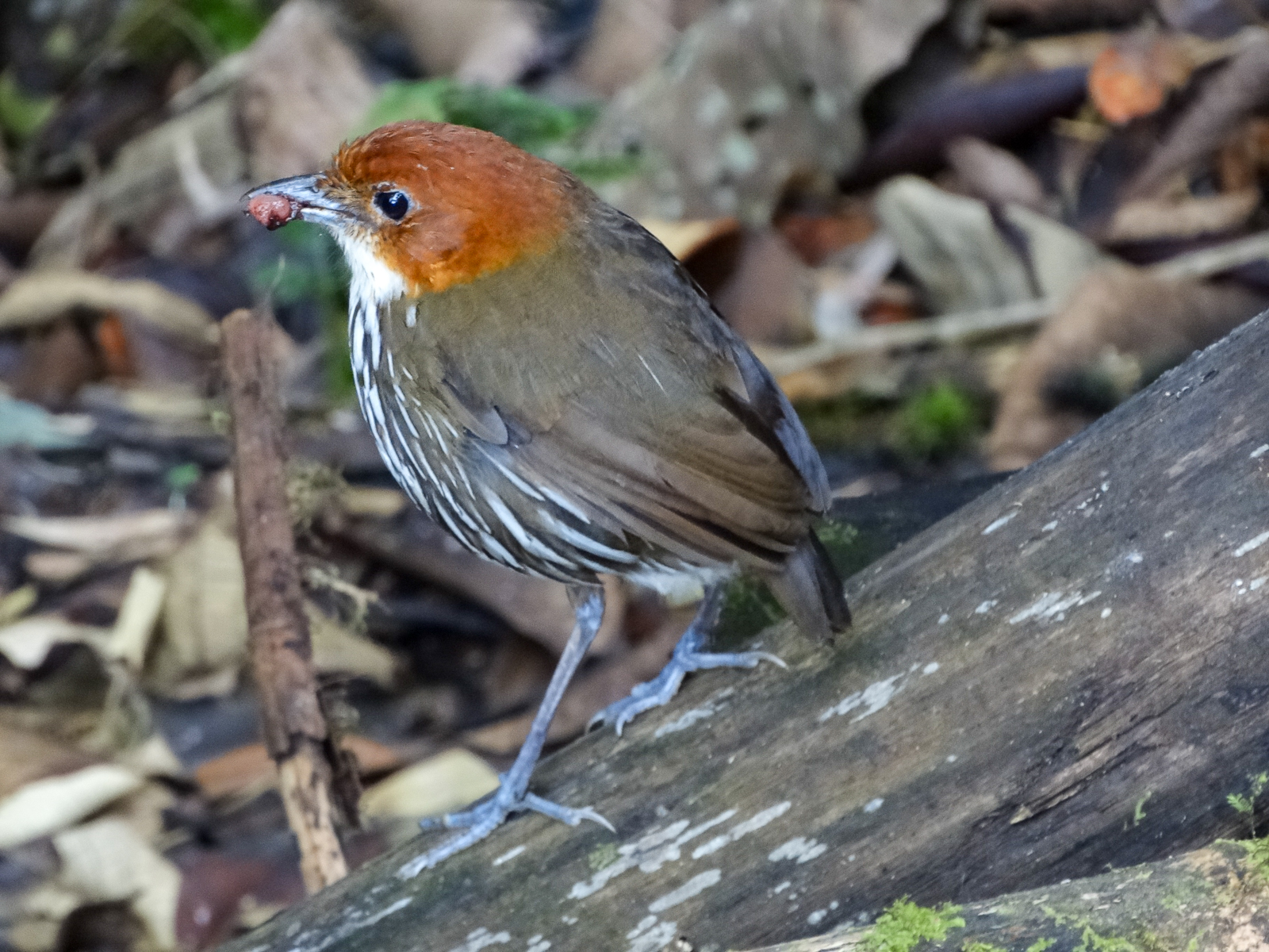 Chestnut-crowned Antpitta