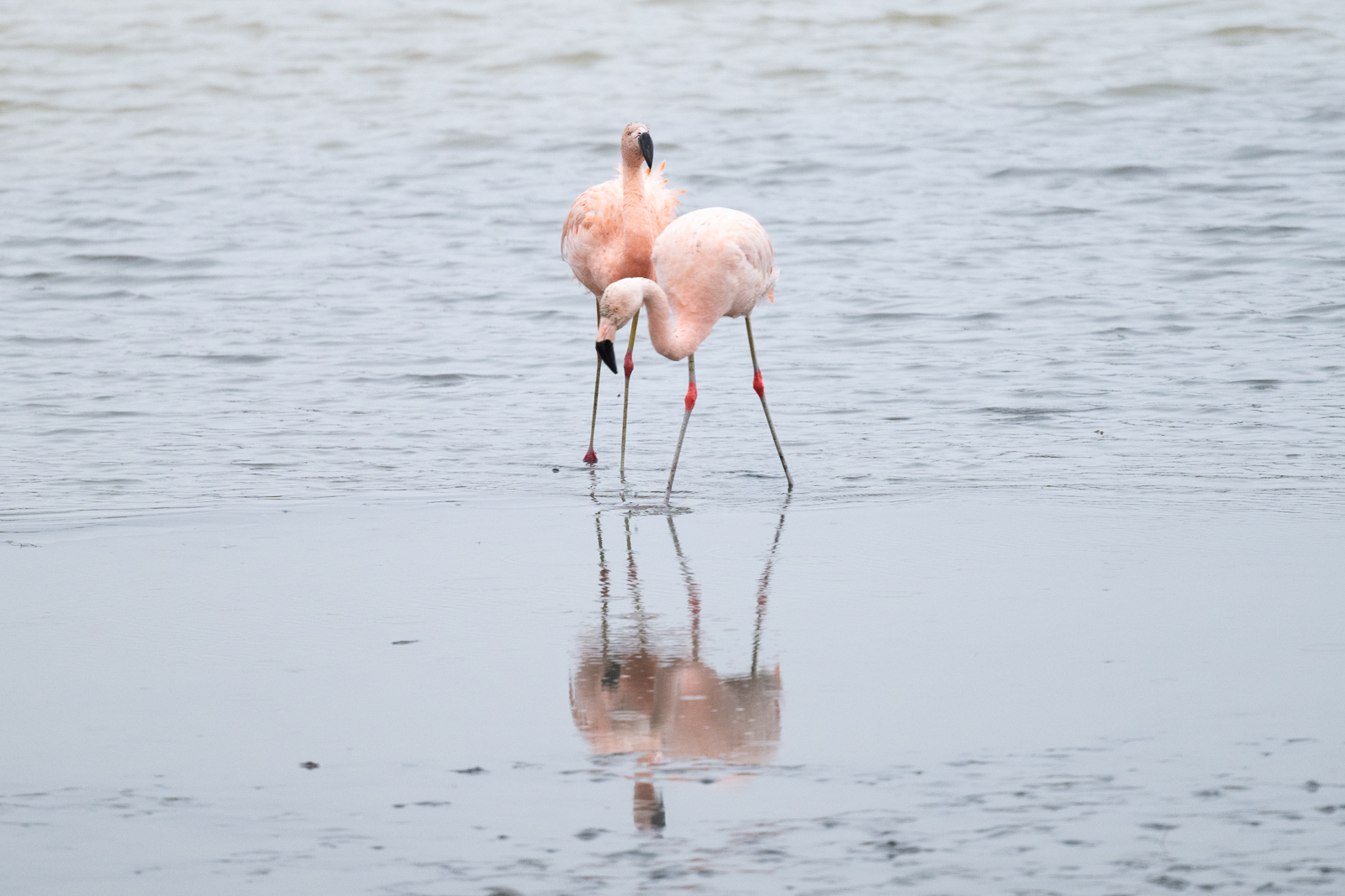 Chilean Flamingos