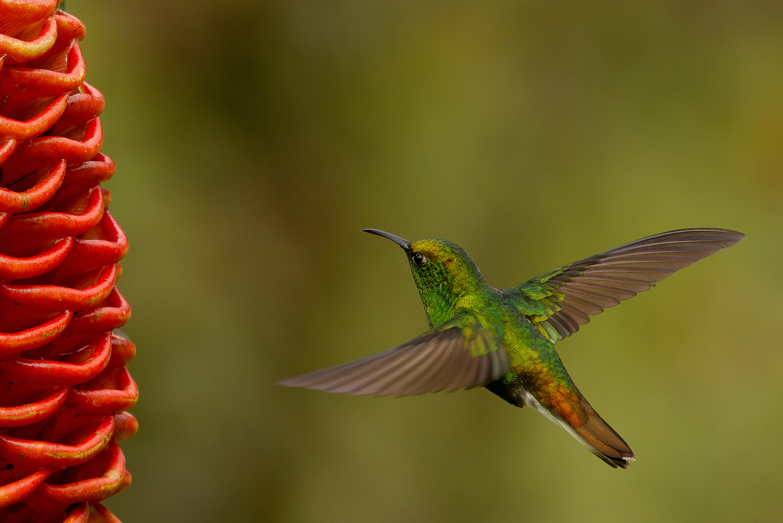 Coppery-headed Emerald