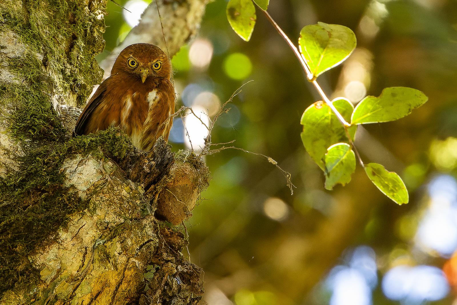 Costa Rican Pygmy-Owl