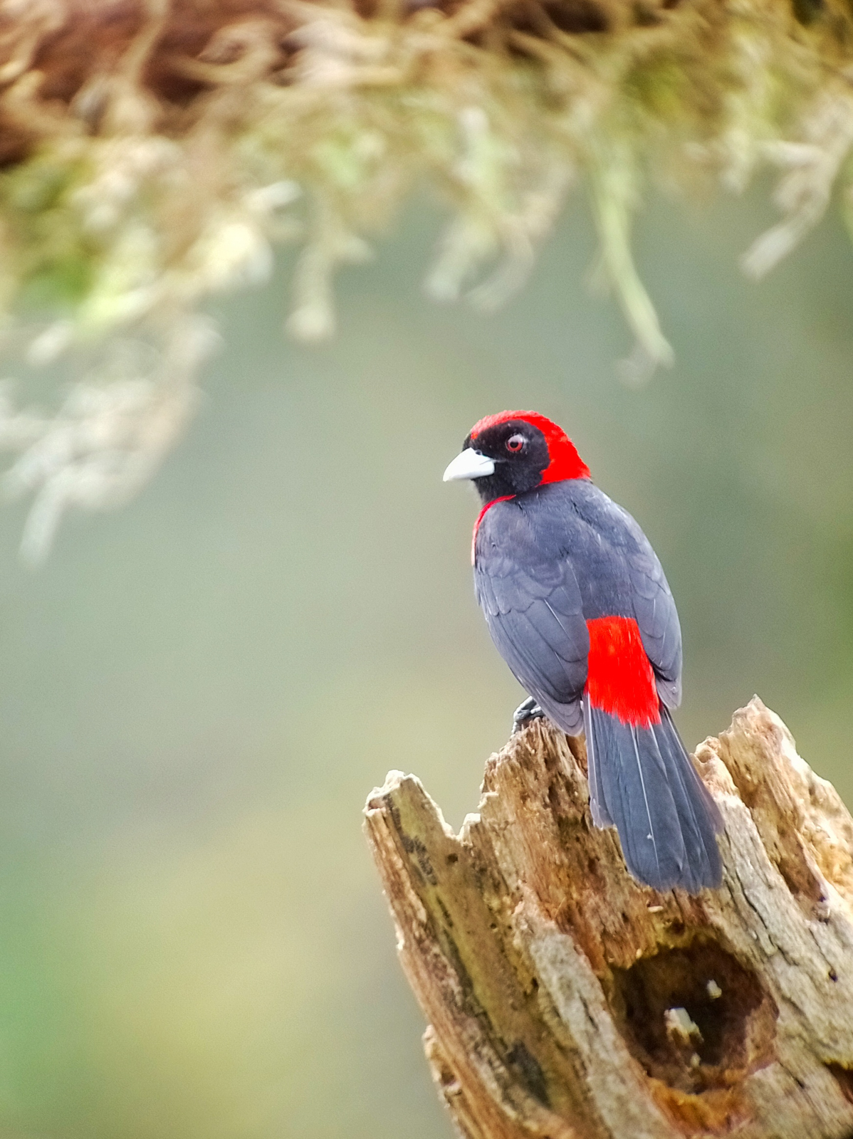Crimson-collared Tanager