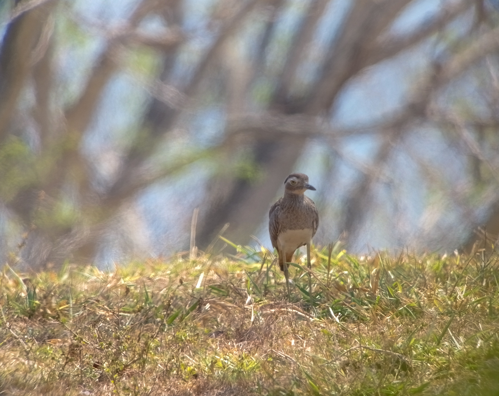Double-striped Thicknee