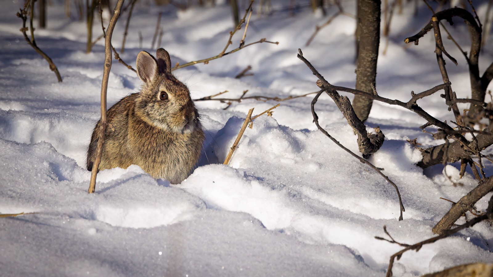 Eastern Cottontail