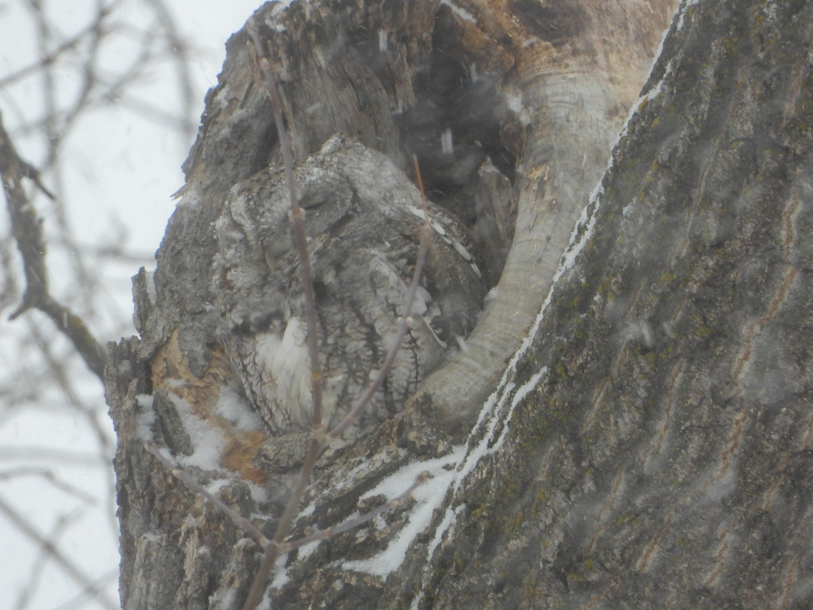 Eastern Screech-Owl