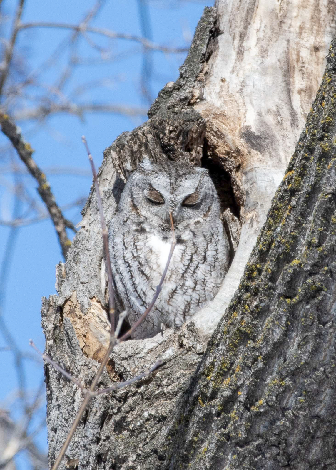 Eastern Screech Owl