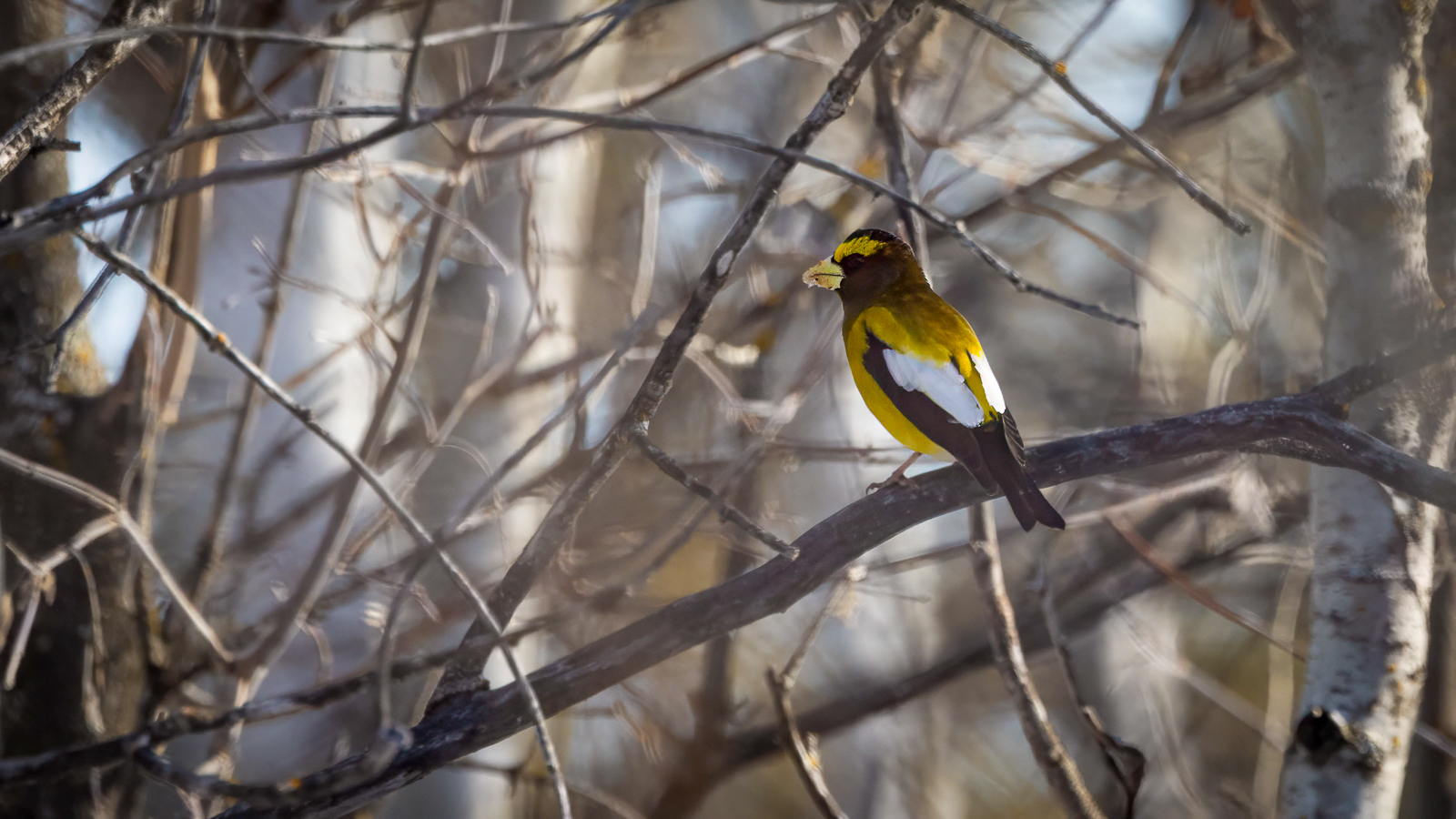 Evening Grosbeak