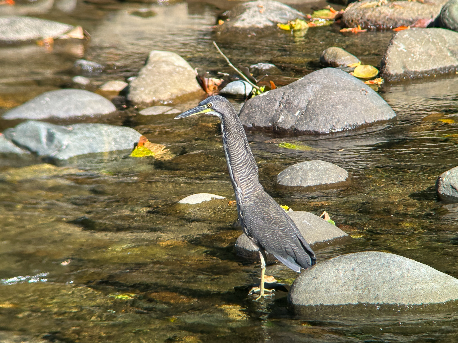 Fasciated Tiger-Heron