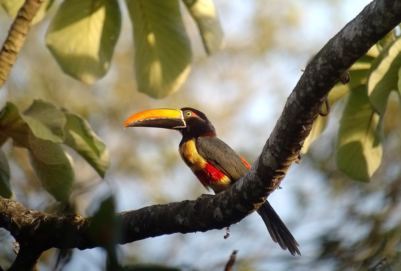 Fiery-billed Aracari