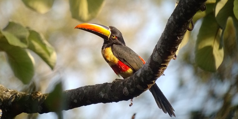 Costa Rica Birding Tour (Feb 9 - 25, 2024)