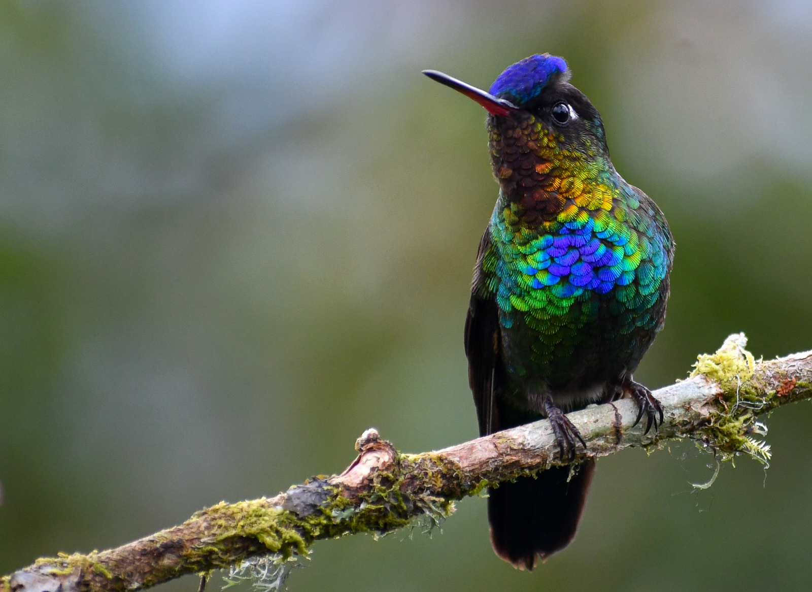 Fiery-thoated Hummingbird
