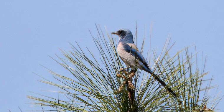 Florida Trip Report (Mar 8 - 17, 2024)