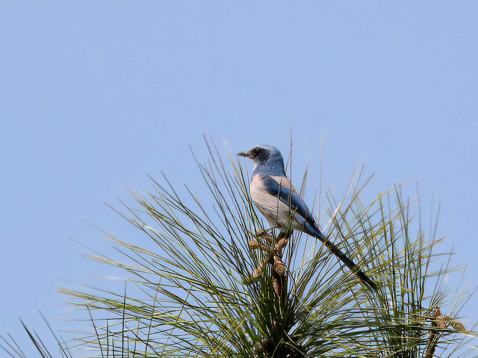 Florida Scrub-Jay