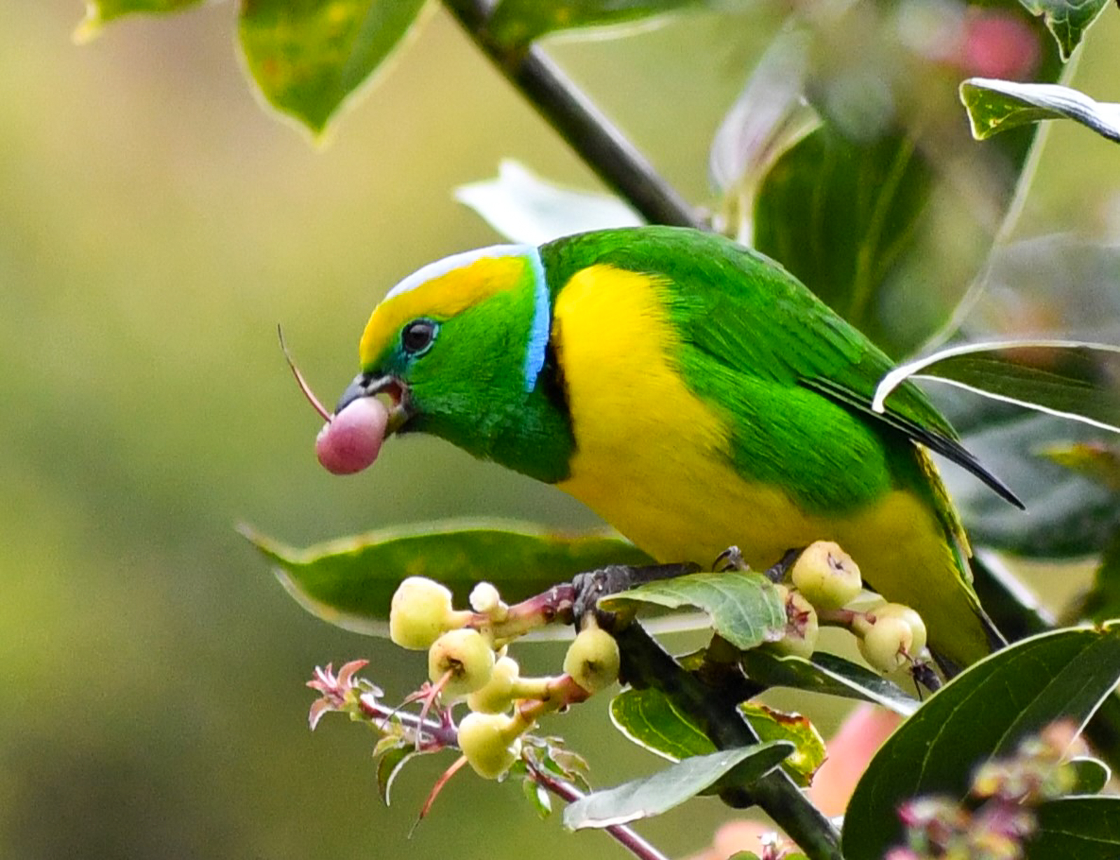 Golden-browed Chlorophonia