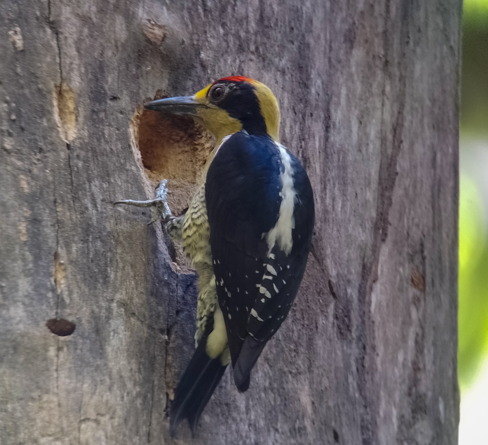 Golden-naped Woodpecker